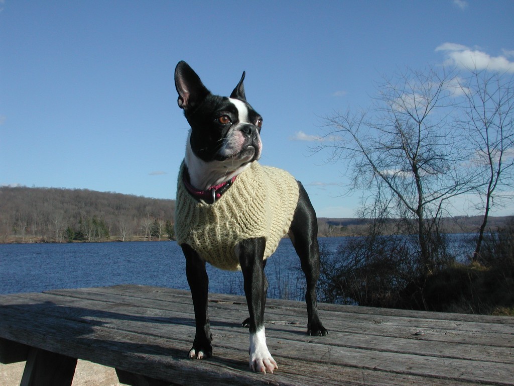 Hand-knit Boston terrier sweater. See more on Moo Dog Knits.